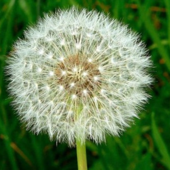 dandelion04